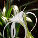 white flower source image